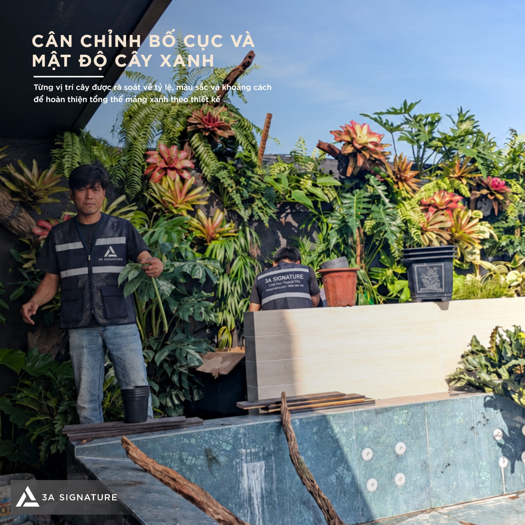 3AS Can Chinh Bo Cuc Cay Xanh