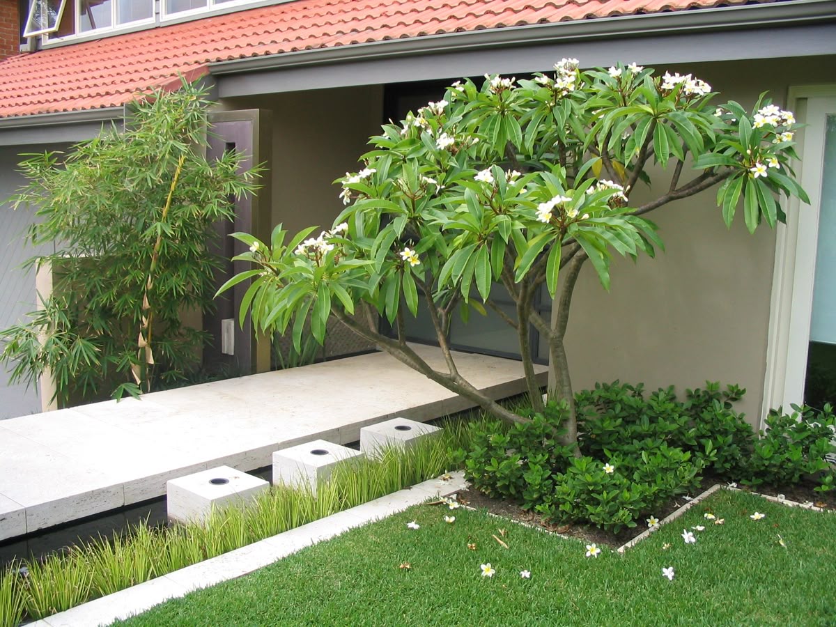 cay-hoa-su-truoc-nha-dep-thanh-khiet-nhung-la-loai-cay-khong-nen-trong-truoc-nha-vi-de-tao-cam-giac-tinh-lang-va-thieu-sinh-khi