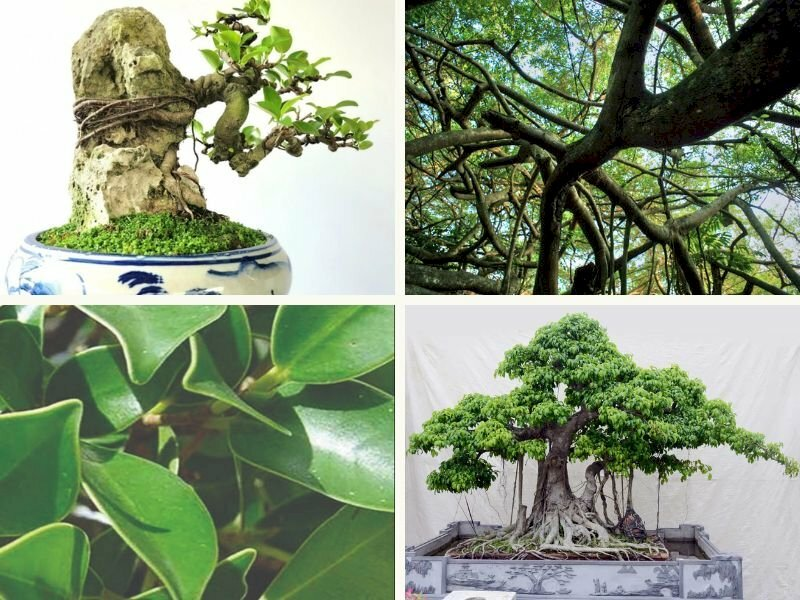 Cẩn Trọng Với 3 Loại Cây Không Đặt Trong Phòng Khách Để Tránh Tổn Hao Tài Lộc cay-da-cay-si-bonsai-tan-ram-re-chang-chit-mang-net-co-kinh-nghe-thuat-nhung-khong-nen-dat-trong-phong-khach-de-tranh-cam-giac-nang-ne-thieu-sinh-khi