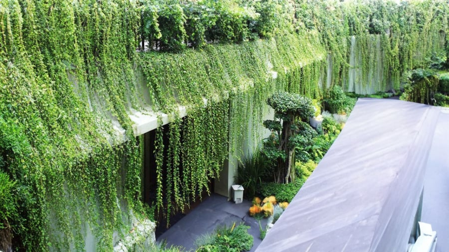 Cẩn Trọng Với 3 Loại Cây Không Đặt Trong Phòng Khách Để Tránh Tổn Hao Tài Lộc cay-day-leo-phu-tuong-xanh-mat-nhung-neu-qua-day-de-lam-roi-dong-khi-trong-phong-khach-khien-khong-gian-thieu-thong-thoang-va-mat-can-bang