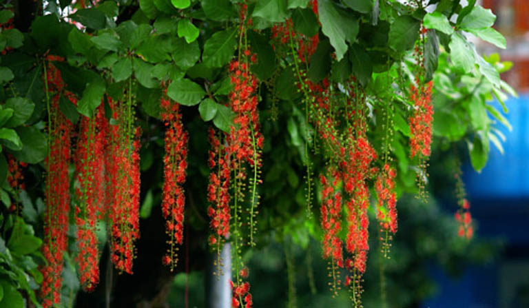 cay-loc-vung-hoa-do-ru-tao-diem-nhan-phong-thuy-mang-y-nghia-tai-loc-sinh-khi-va-ve-dep-tram-tinh-cho-san-vuon-biet-thu