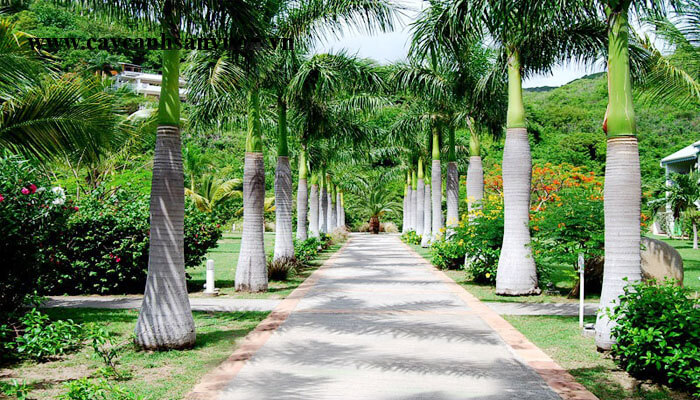 cay-cau-vua-than-cao-thang-tan-gon-tao-loi-di-biet-thu-sang-trong-thoang-dang-phu-hop-phong-cach-tropical-modern-de-cham-soc