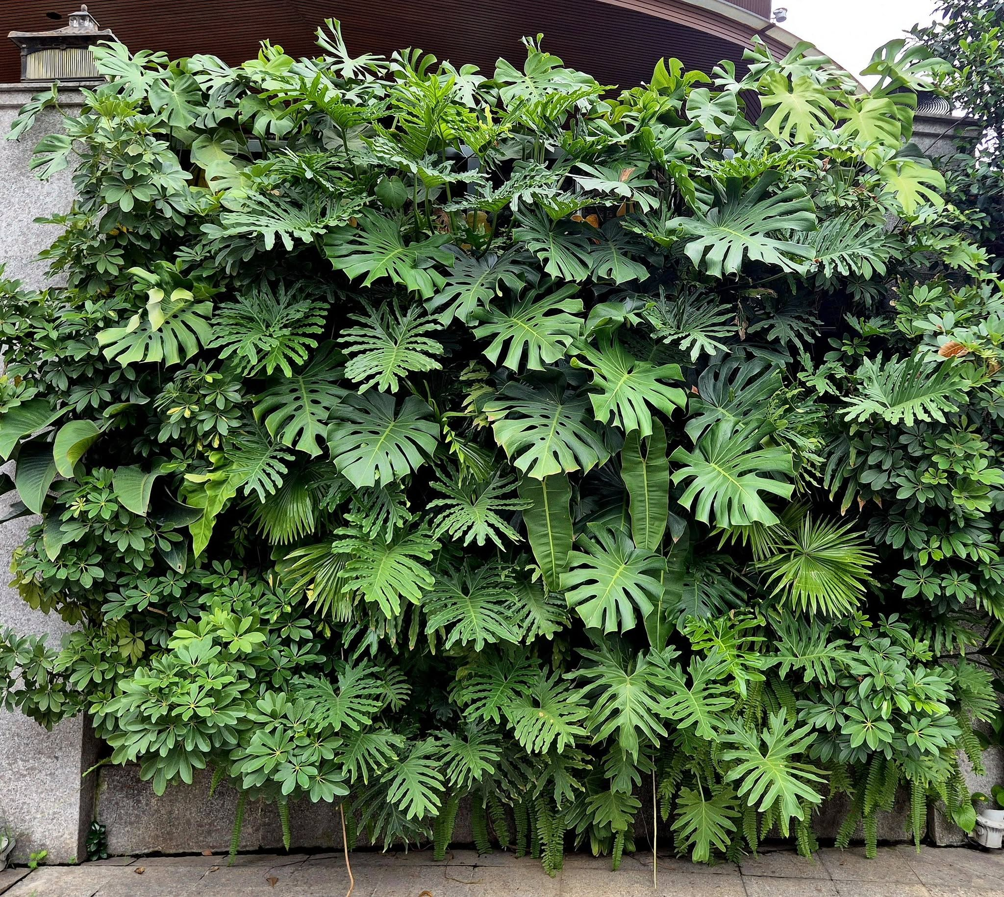 cay-trau-ba-nam-my-tan-la-lon-xanh-muot-tao-lop-nen-xanh-mem-mai-giup-san-vuon-biet-thu-sinh-dong-mat-lanh-giau-suc-song